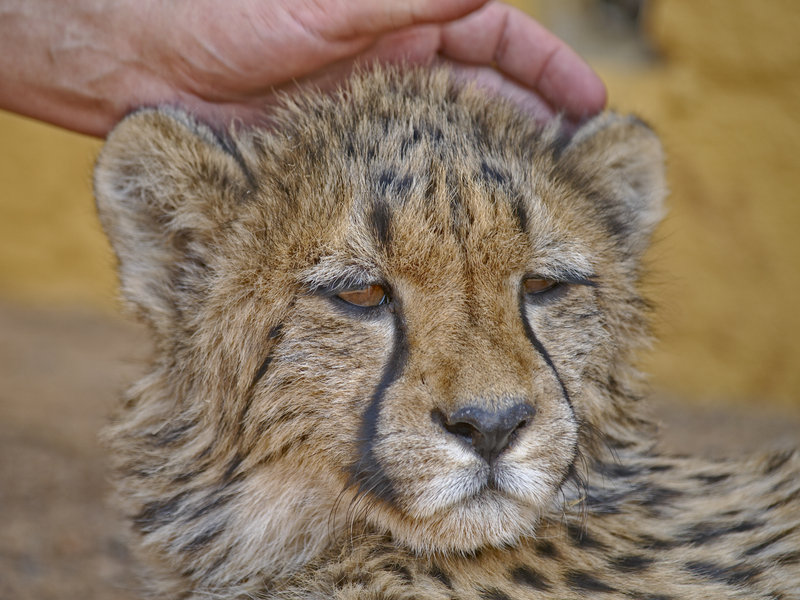 Amani Lodge, Cheetah
